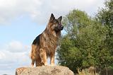 BERGER ALLEMAND 294